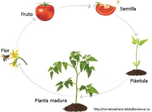 Ciclo de vida del tomate