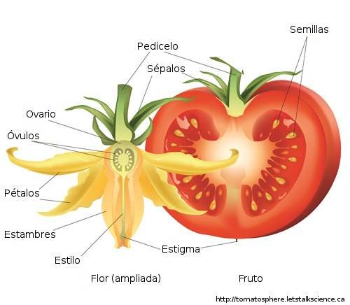 Anatomía de la flor del tomate