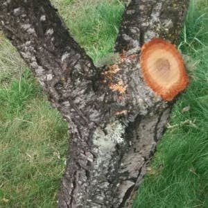 Renovando árbol mediante poda