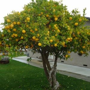 Limonero repleto de limones