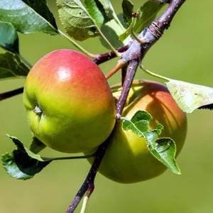 Manzana en una rama