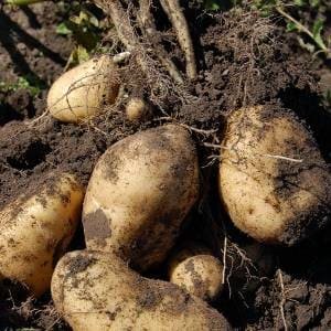 Patatas en la tierra
