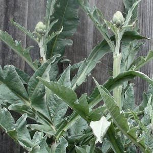 Plantas de alcachofa
