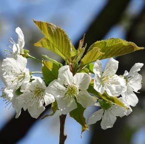Ramo florido de cerezo