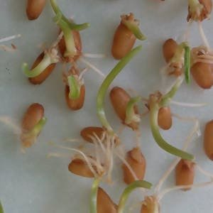 Semillas germinadas en algodon