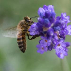 abeja-aterrizando-en-flor.jpg