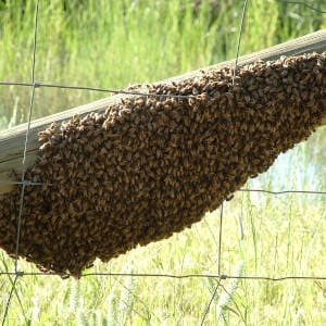 enjambre-abejas-meliferas.jpg