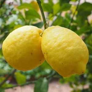 limones-listos-cosecha