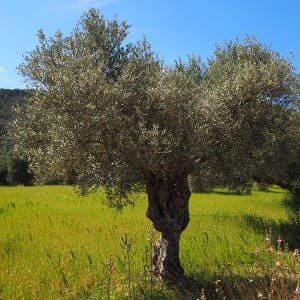 olivo-raro