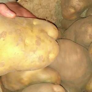 patatas-ecologicas-gran-tamano.jpg