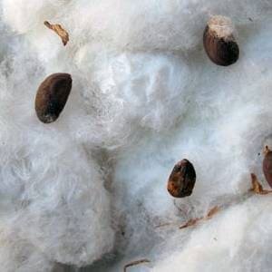 Semillas en algodon