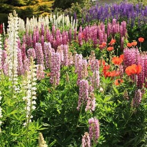 flores-en-jardin.jpg