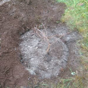 frutal-recien-plantado.jpg