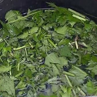 Ortigas para hacer purín