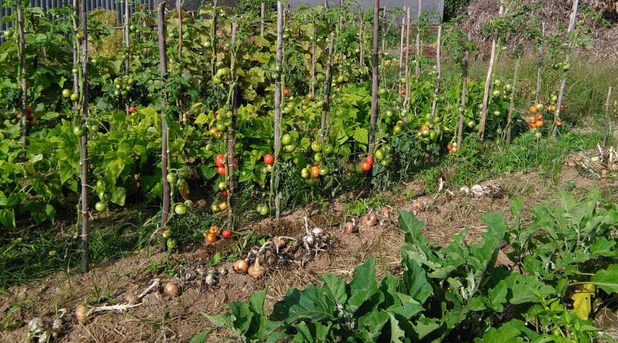 Tomates, berenjenas y cebollas en el huerto