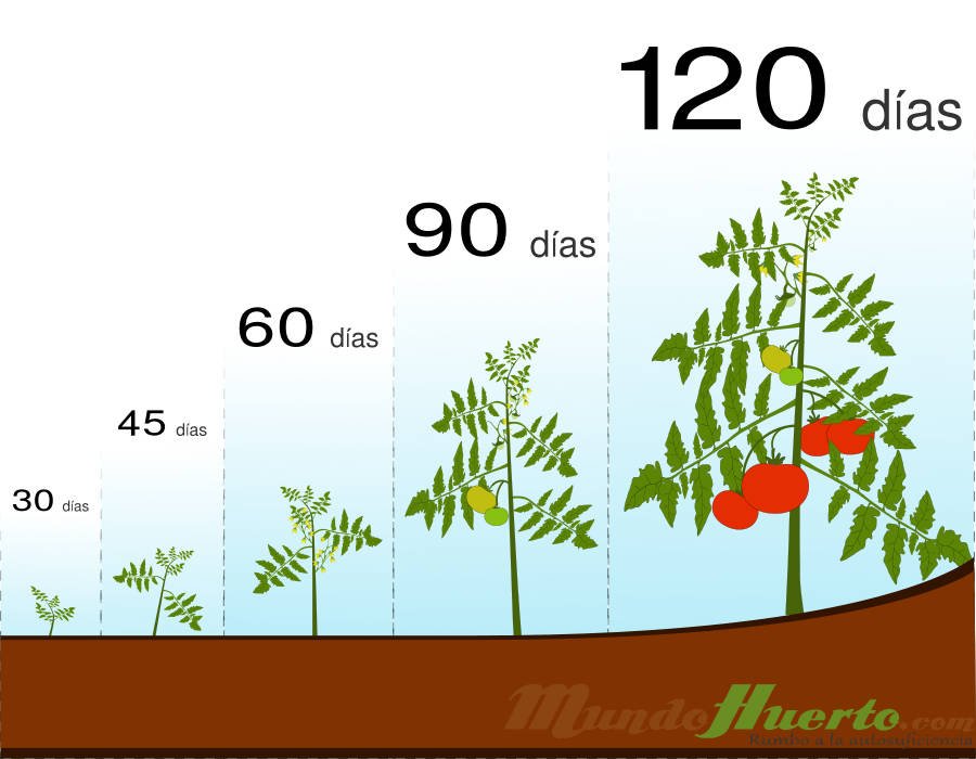 Ciclo de la tomatera