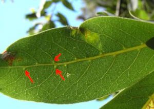 Hoja laurel novocanariensis