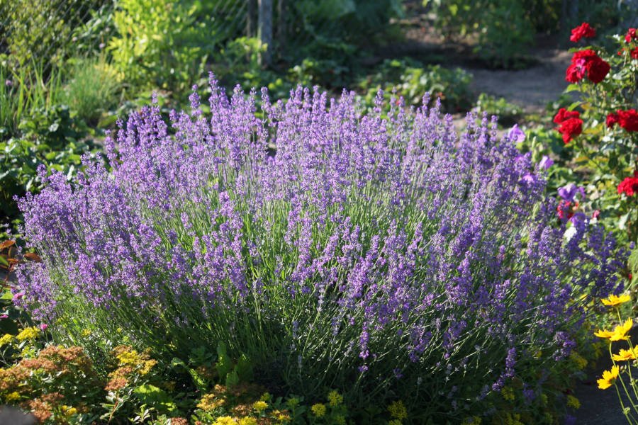 Planta de Lavandula angustifolia