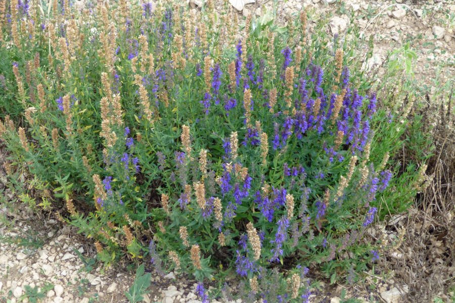 Lavandula latifolia