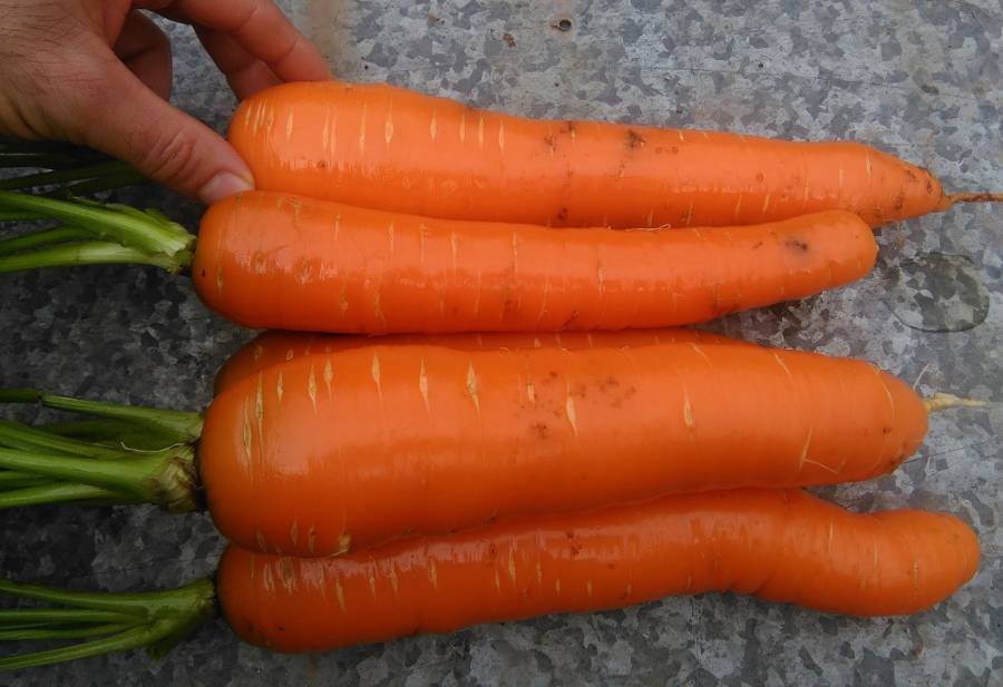 Zanahorias lavadas
