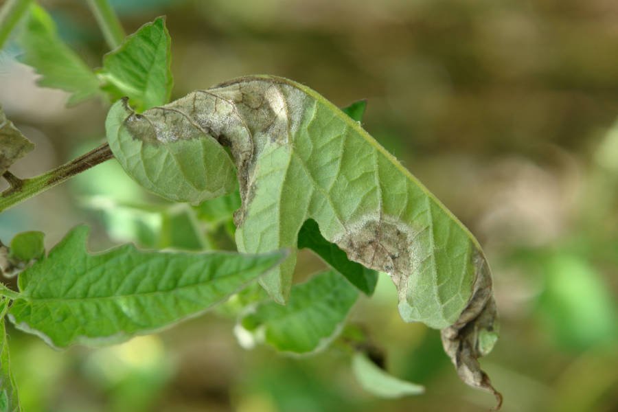 Phytophthora infestans en hojas de tomatera