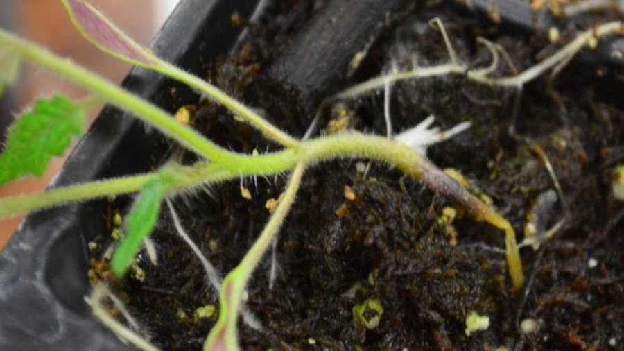 Pythium en planta joven de tomate