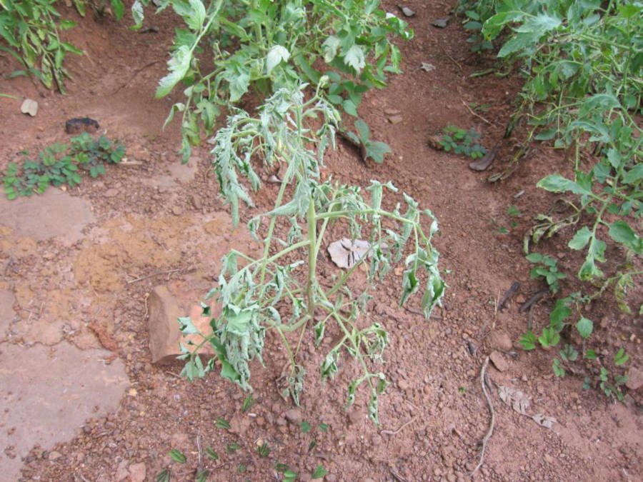 Tomatera con Ralstonia solanacearum