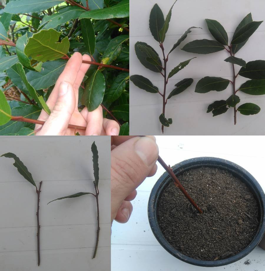 Esquejado laurel