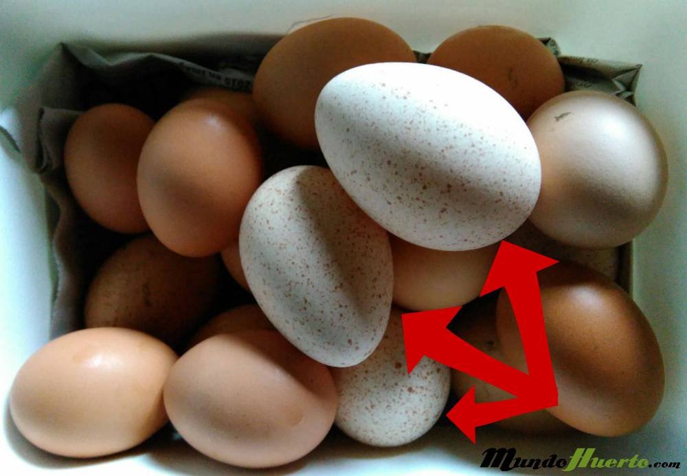 Huevos de pavo comparados con huevos de gallina
