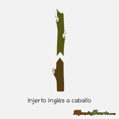 Injerto inglés a caballo