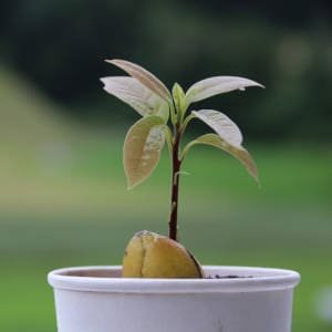 aguacatero-joven