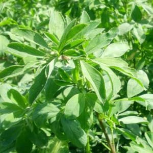 Planta de alfalfa