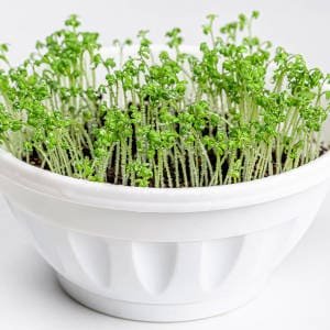 img Berros plantados recipiente