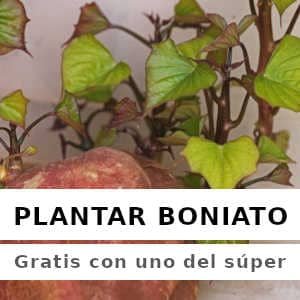 Boniatos brotado