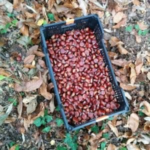 caja-castanas-recien-cogidas