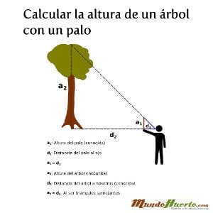 calcular-altura-arbol