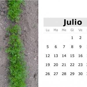 calendario-julio