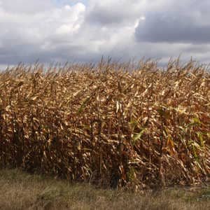 campo-maiz-maduro