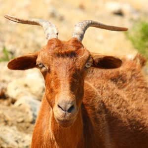 canbra-marron