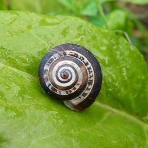 Caracol en hoja de acelga