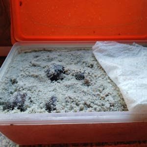 Castañas estratificadas en sustrato de arena dentro de un tupper