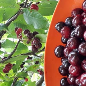 Cerezas en un cerezo