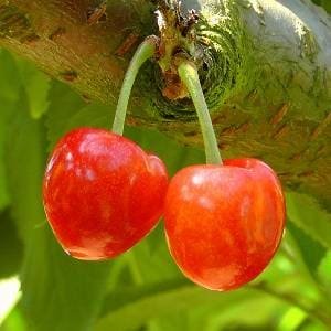 Cerezas en una rama