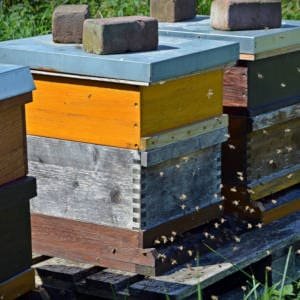 Dos colmenas de abejas