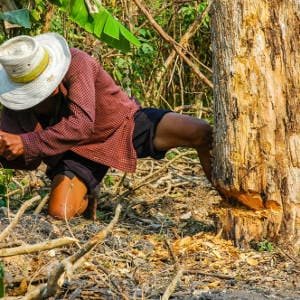 Cortando arbol