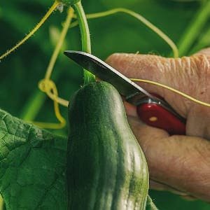 Cortando pepino