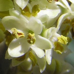 Detalle flor olivo