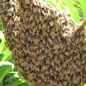 Enjambre abejas
