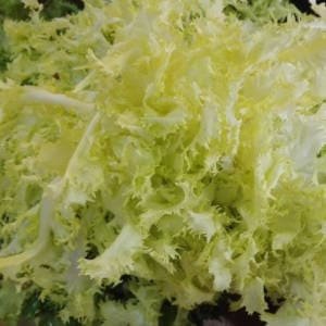 Escarola blanqueada