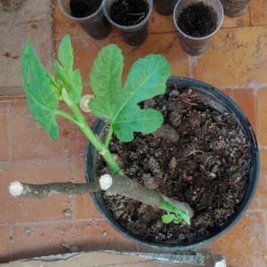 Plantas que se reproducen por esquejes